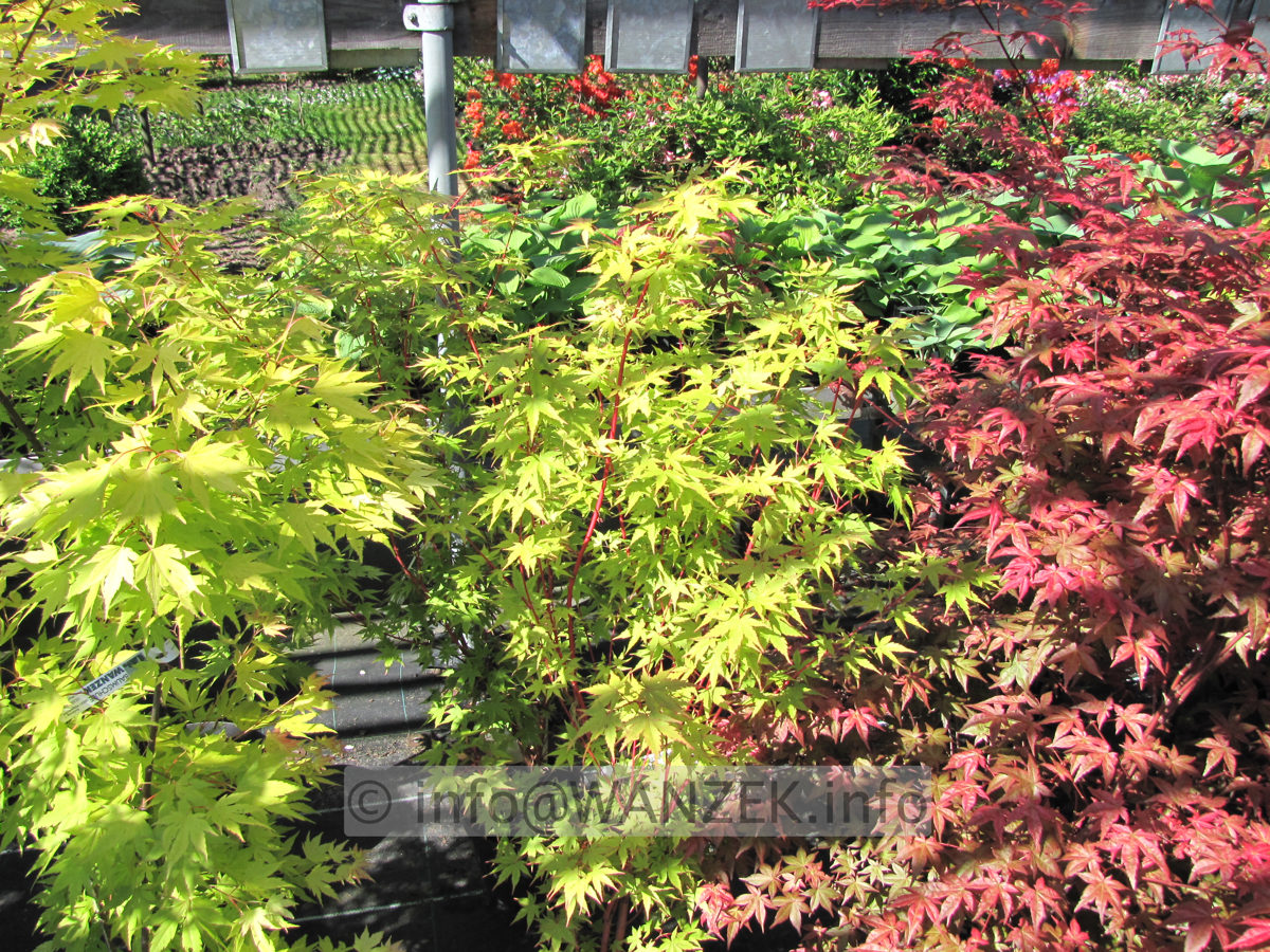 Acer palmatum Sangokaku 02.JPG